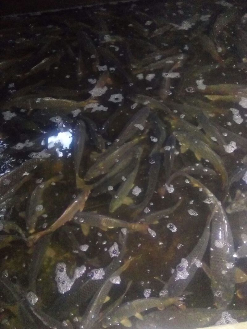 河鲤鱼食用1~2公斤