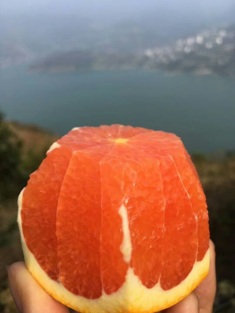 中华红脐橙香甜可口又大又甜保质保量
