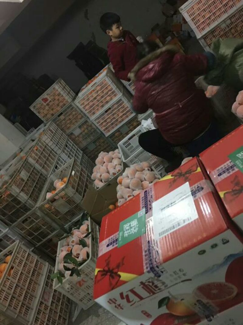 中华红脐橙香甜可口又大又甜保质保量