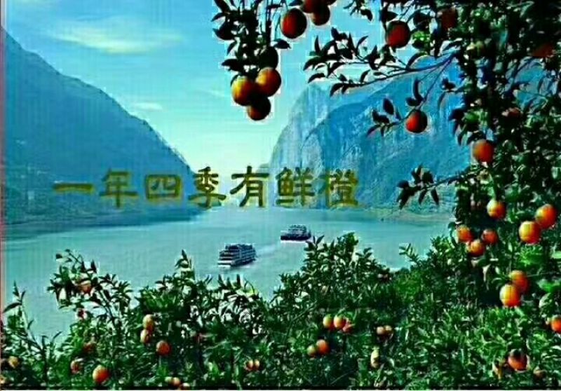 中华红脐橙香甜可口又大又甜保质保量