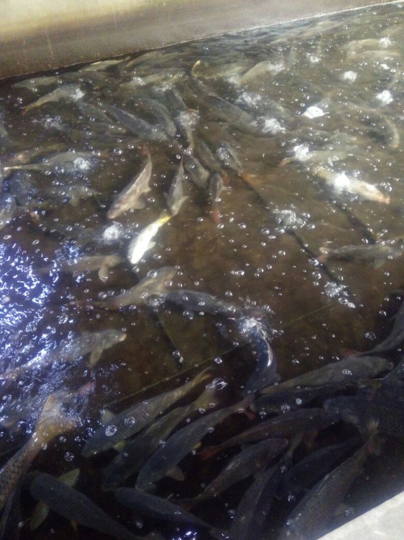 河鲤鱼食用1~2公斤
