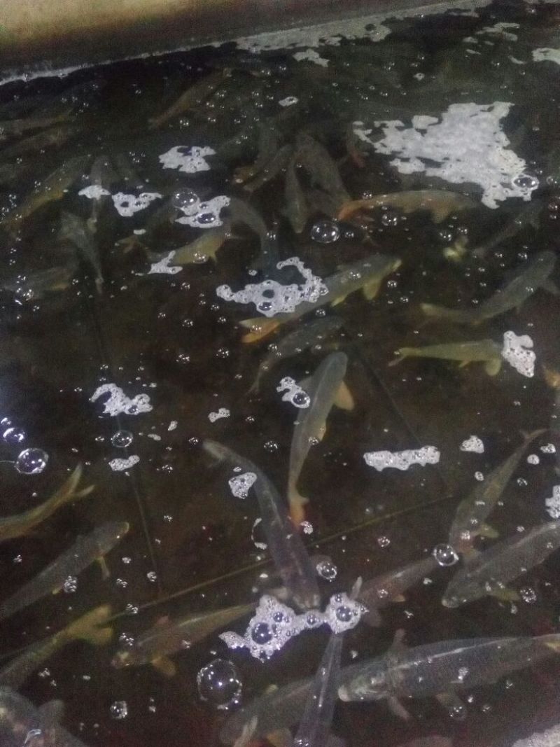 河鲤鱼食用1~2公斤