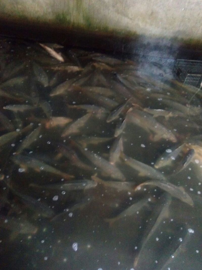 河鲤鱼食用1~2公斤