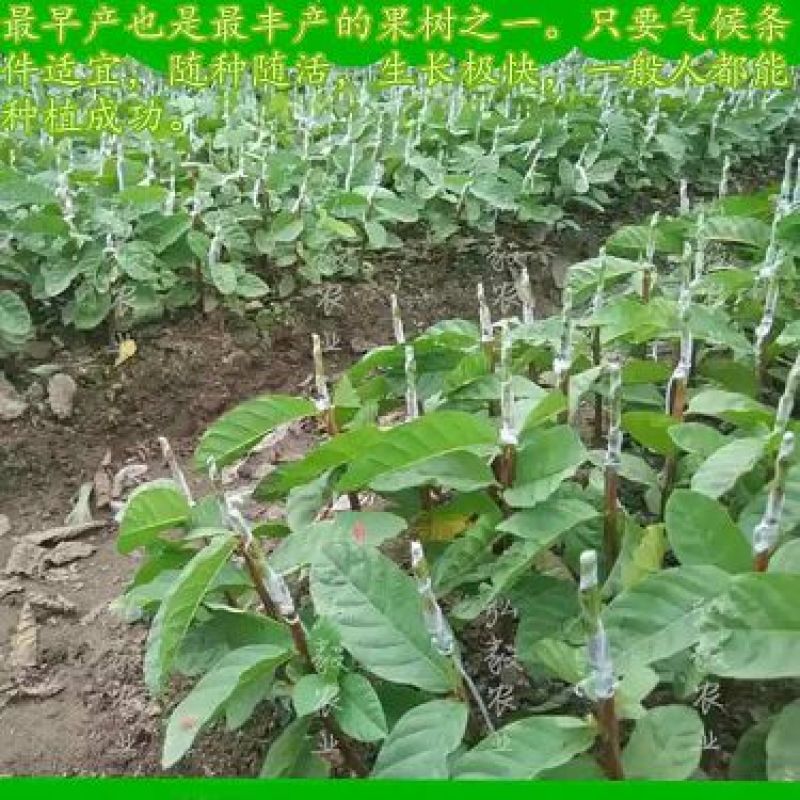 西瓜番石榴苗50~80cm
