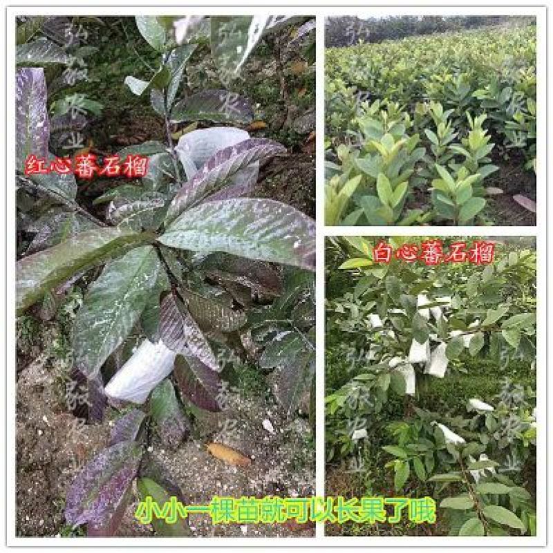 西瓜番石榴苗50~80cm