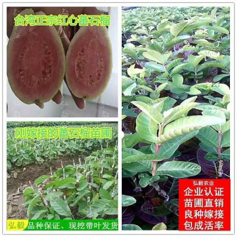 西瓜番石榴苗50~80cm