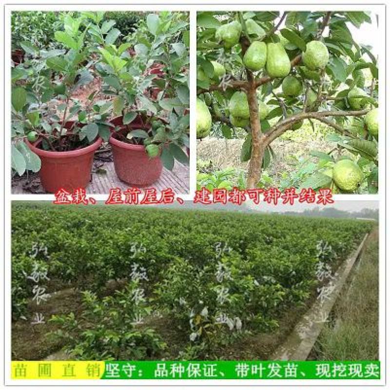 西瓜番石榴苗50~80cm