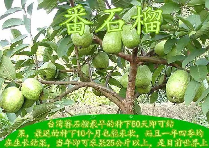 西瓜番石榴苗50~80cm