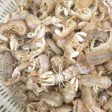 皮皮虾活虾