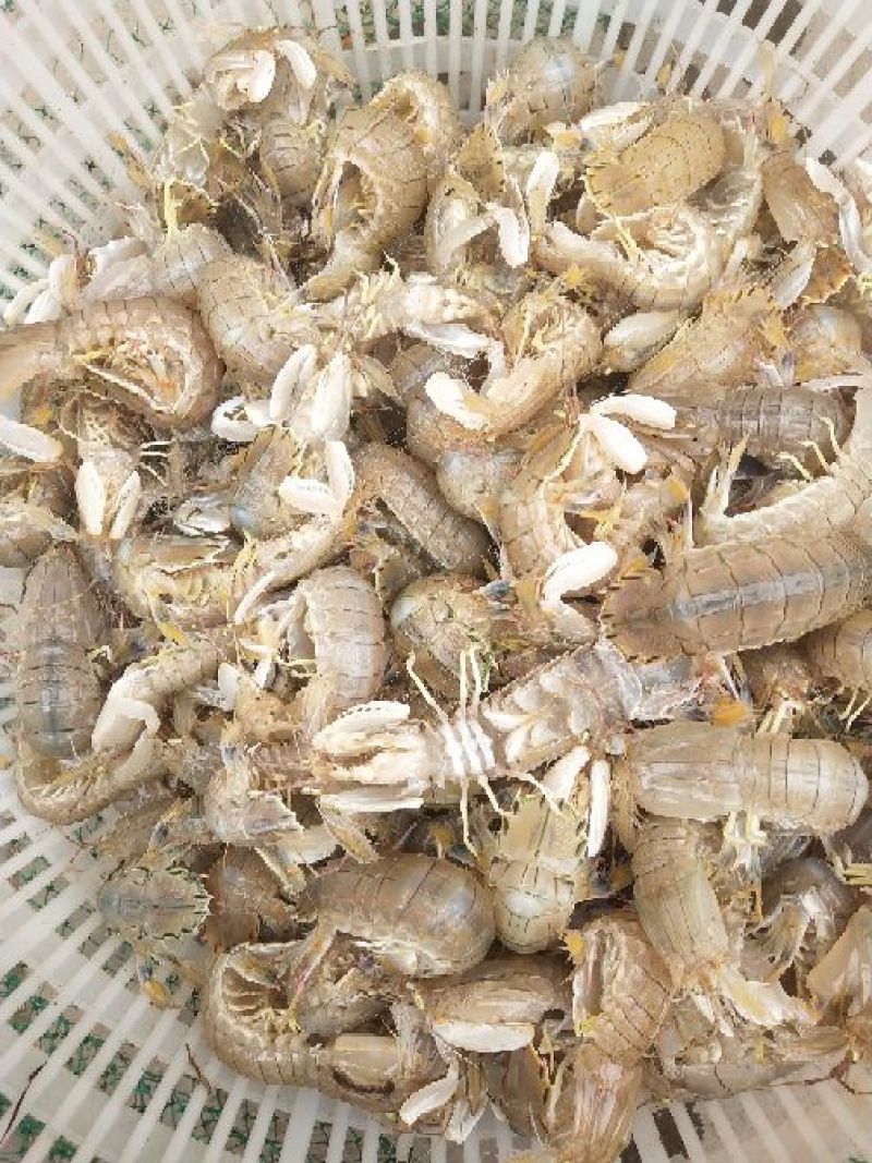皮皮虾活虾