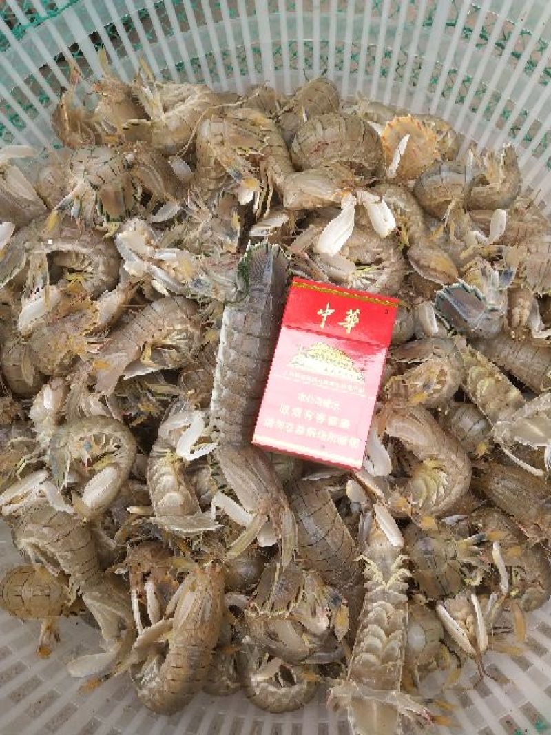 皮皮虾活虾