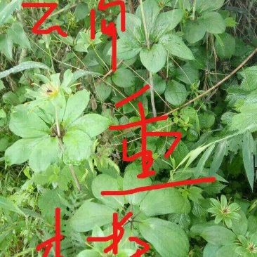 云南重楼鲜货统个