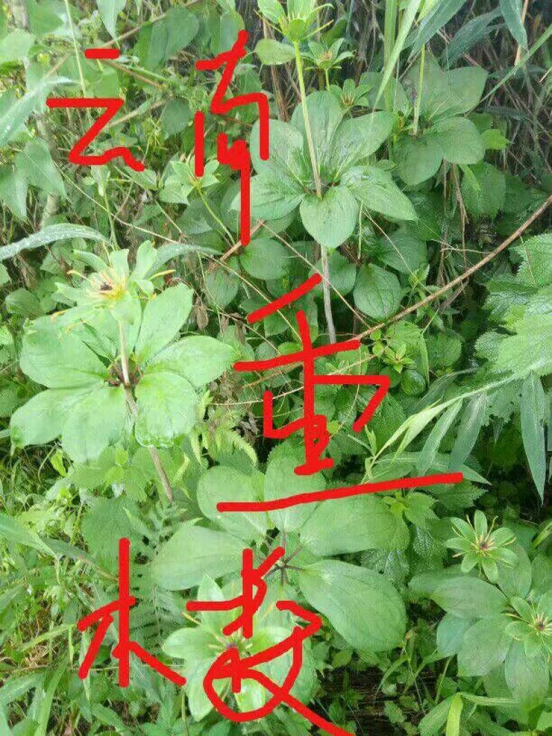 云南重楼鲜货统个