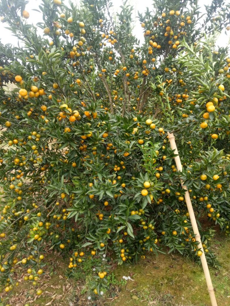 马水桔3.5~4cm