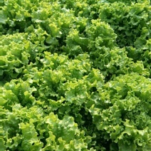 散叶生菜8两~9两