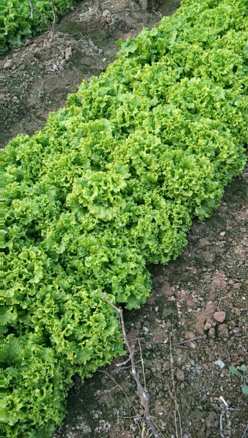 散叶生菜8两~9两