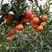 塔罗科血橙，主产地直供货、纯甜化渣，对接批发市场及电商