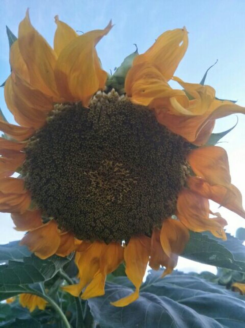 葵花种子
