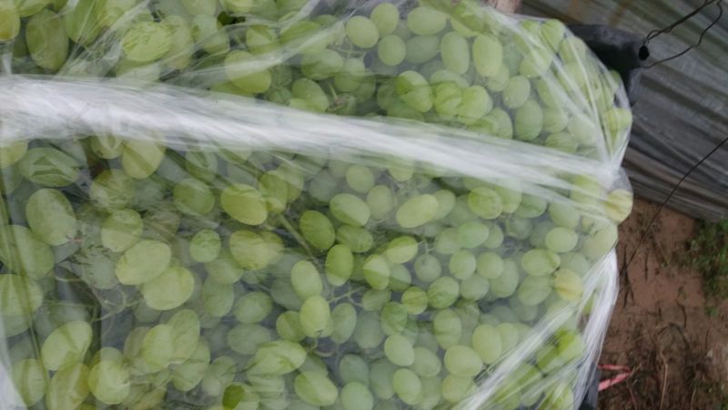 维多利亚葡萄10%以下2斤以上棵粒大糖度高欢迎各位客