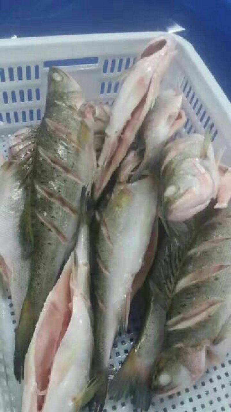 鲈鱼