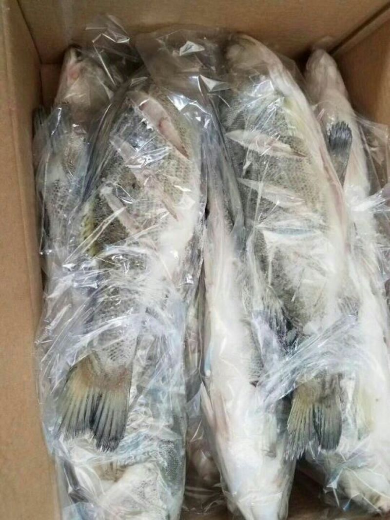 鲈鱼