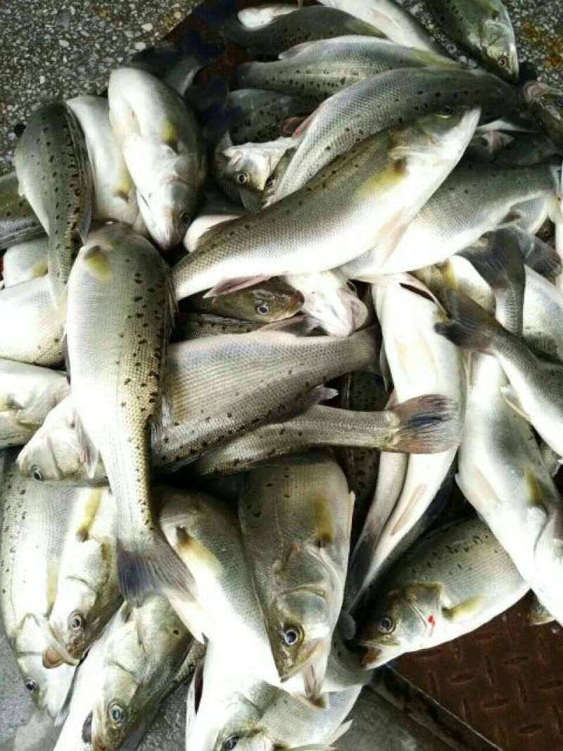 鲈鱼