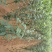 玉露香梨苗100~150cm0.8~3cm