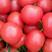 精品硬粉西红柿弧三以上质量好价格优口感番茄水果西红柿
