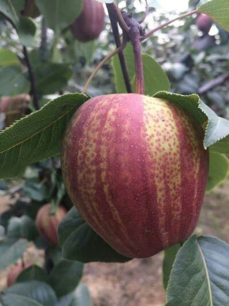 全红梨苗100~150cm0.8~3cm