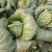 黄心白菜净菜4~6斤