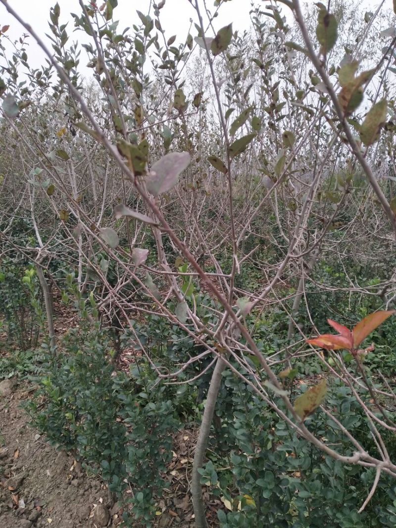 垂丝海棠2~4cm4cm以下4cm以下