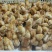 蛋鸡苗出壳苗35~45克雌