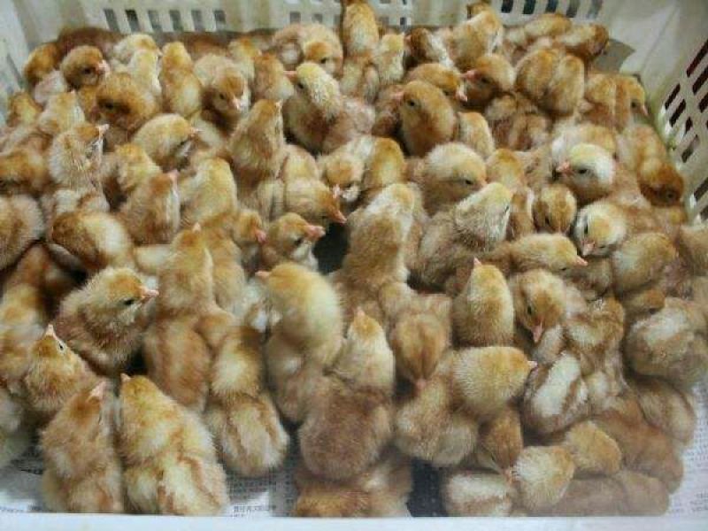 蛋鸡苗出壳苗35~45克雌