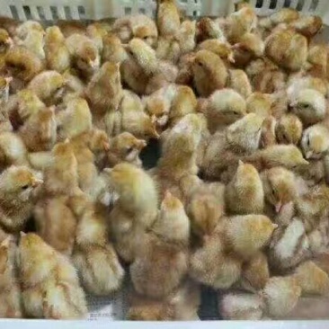蛋鸡苗出壳苗35~45克雌