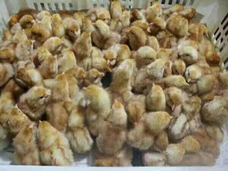 蛋鸡苗出壳苗35~45克雌