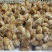蛋鸡苗出壳苗35~45克雌
