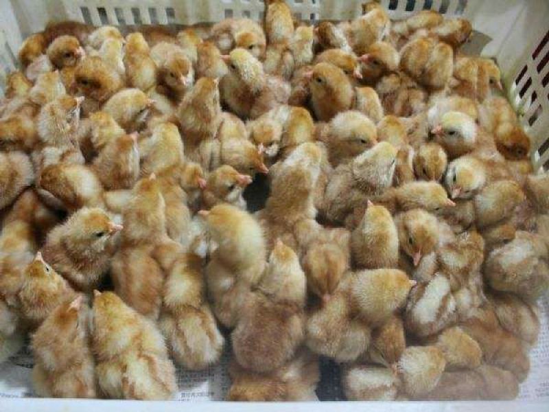 蛋鸡苗出壳苗35~45克雌