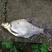 鳊鱼鱼苗白鲢鱼苗调节水质