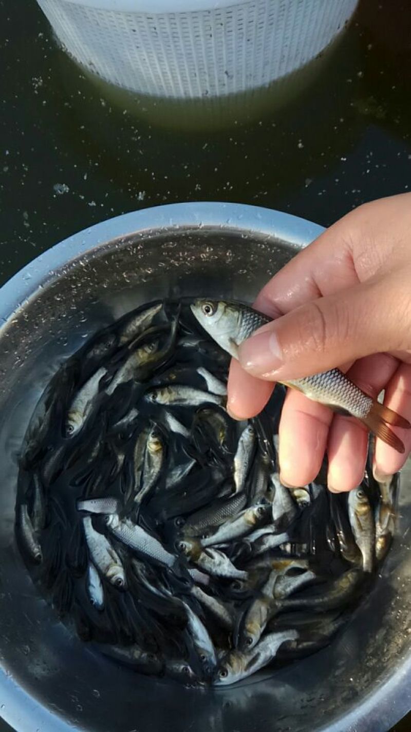 草鱼苗各种规格抗病毒全国包活发货皖鱼苗