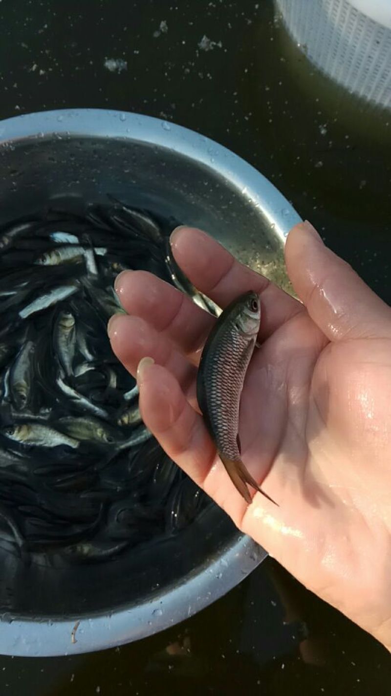 草鱼苗各种规格抗病毒全国包活发货皖鱼苗