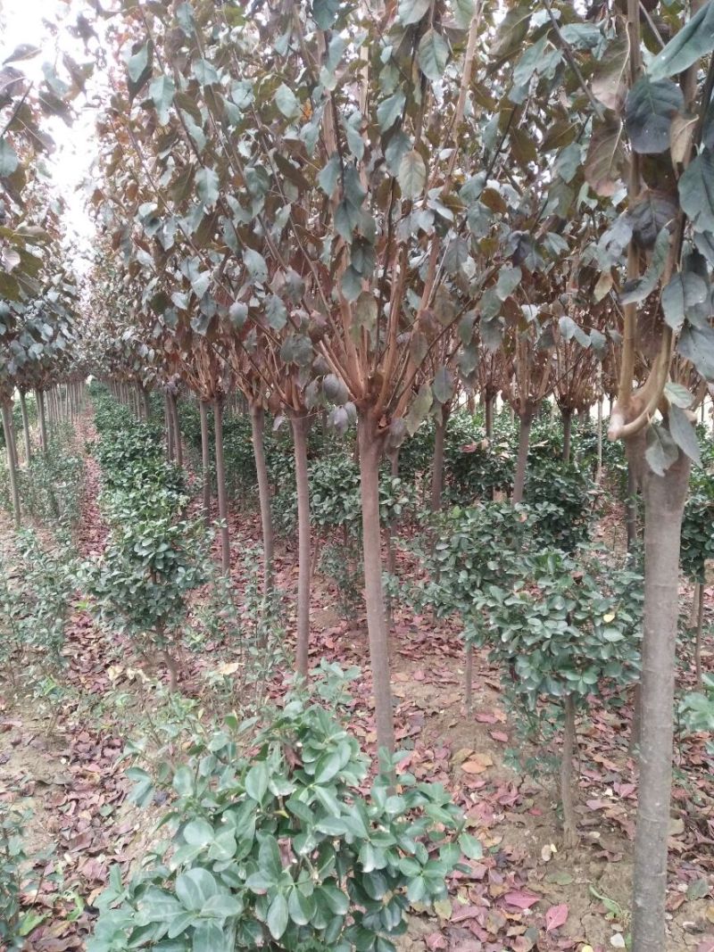 红叶李