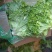 生菜王7两~1斤大量上市中