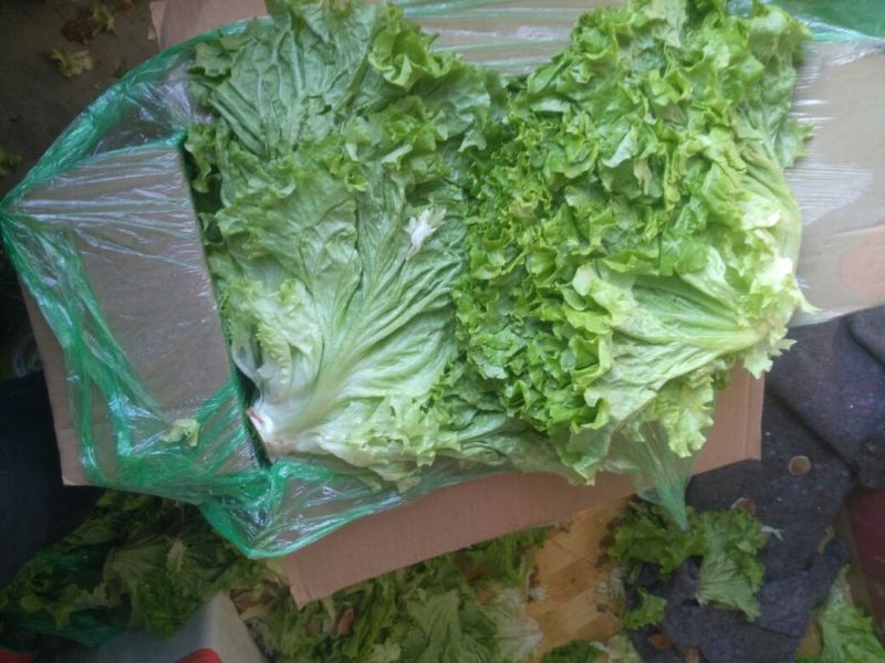 生菜王7两~1斤大量上市中