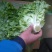 生菜王7两~1斤大量上市中