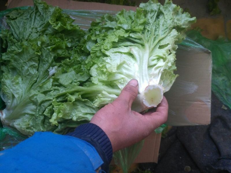 生菜王7两~1斤大量上市中