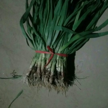 蒜苗40cm以下