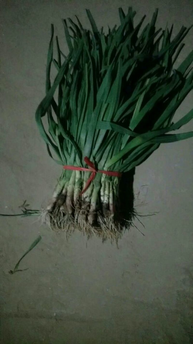 蒜苗40cm以下