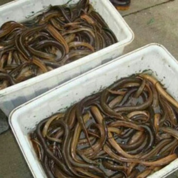 黄鳝食用活鱼