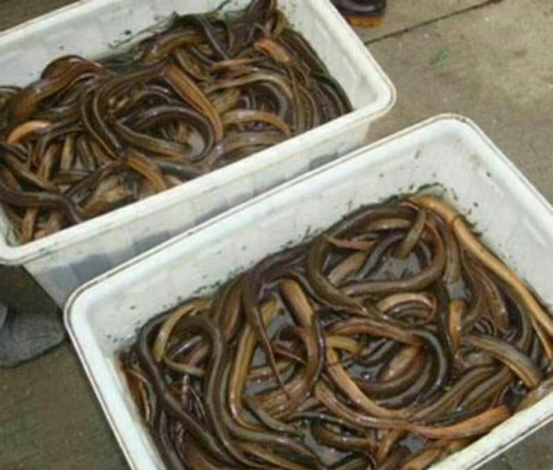 黄鳝食用活鱼