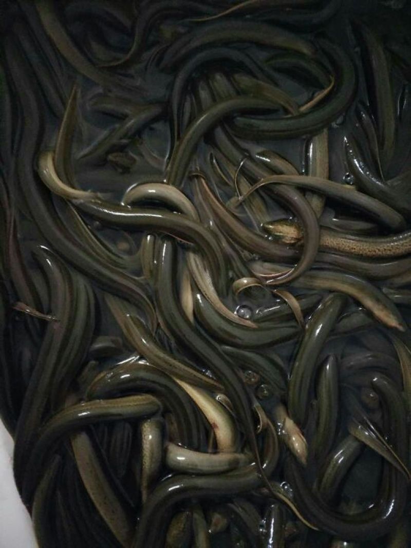 黄鳝食用活鱼